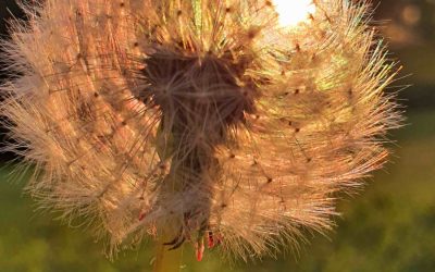 Wat is hoog sensitief zijn?